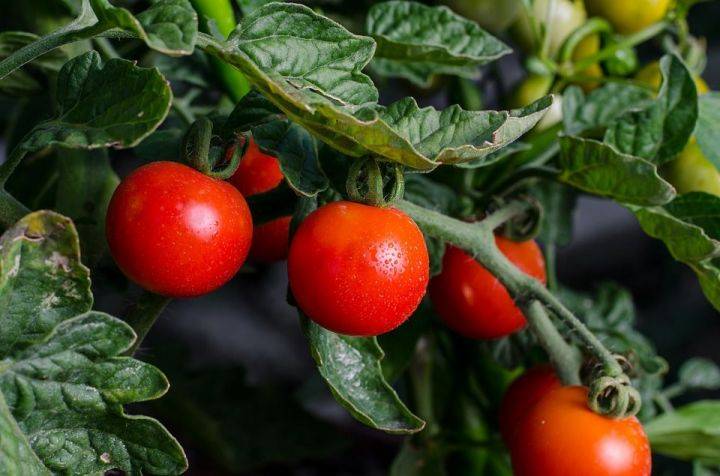 Когда сажать томаты на рассаду в 2020 по лунному календарю, как правильно сажать чтобы был хороший урожай