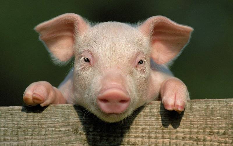Как правильно забить свинью в домашних условиях