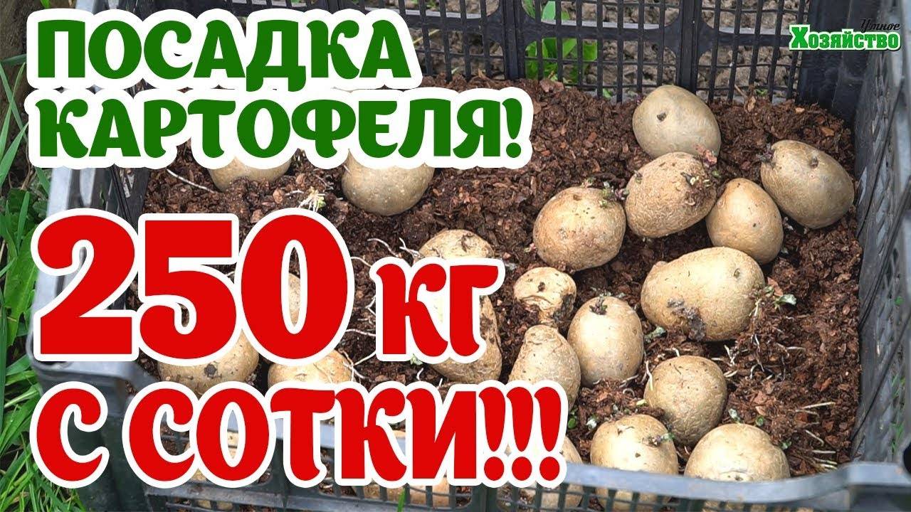 Сроки и время посадки картофеля: выращивание ранней урожайной картошки