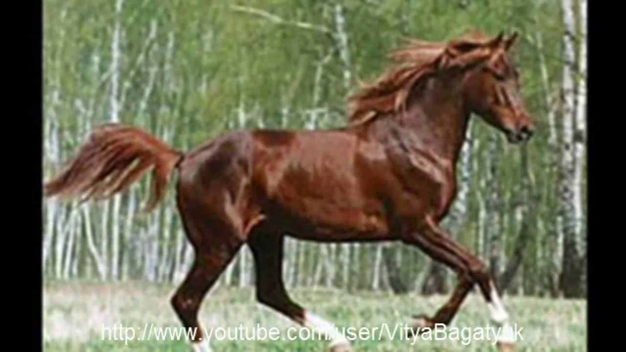 Самые большие лошади в мире: описание с фото. отдельные рекордсмены-гиганты