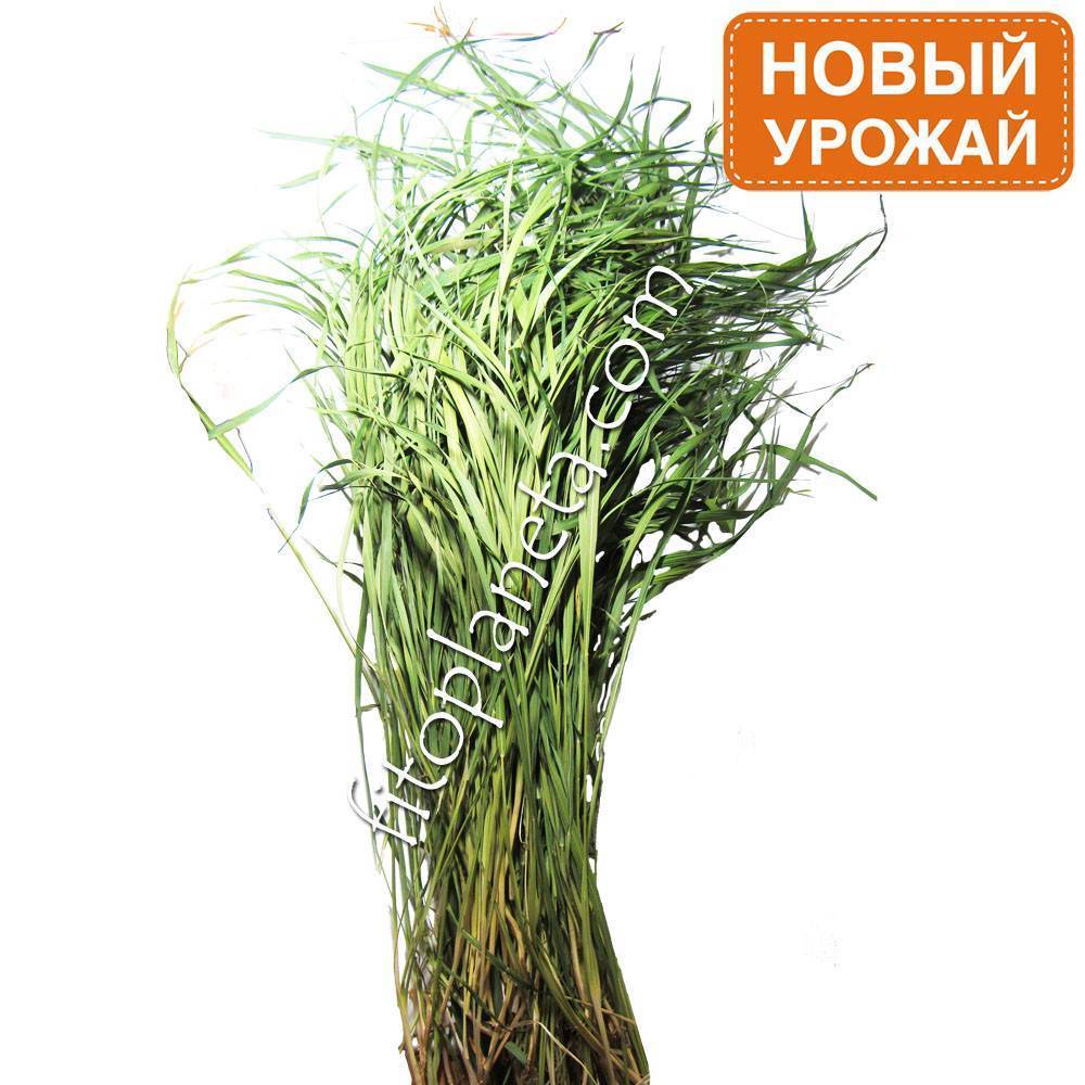 Описание, полезные свойства и противопоказания травы зубровки