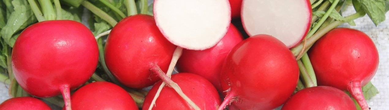 Агротехника редиса: секреты выращивания корнеплода для получения богатого урожая