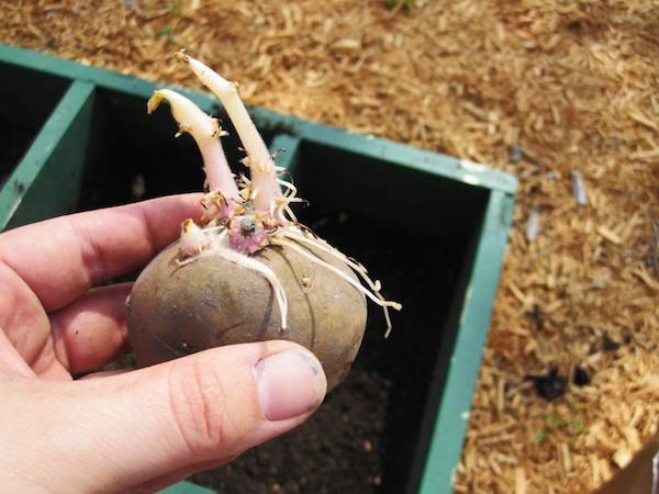 Семенной картофель – что это такое, отличие от обычного, популярные сорта, как вырастить и выбрать для посадки?