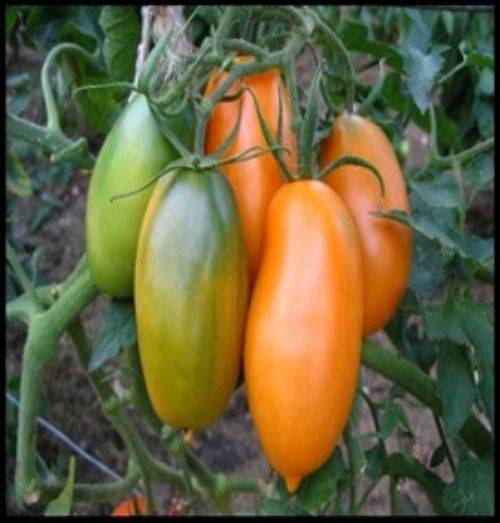 Выращивание томата чухлома