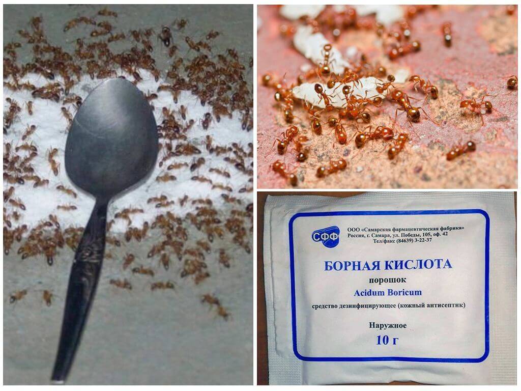 Рецепты с борной кислотой от муравьев