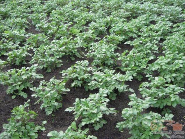 Картофель императрица: характеристика и особенности выращивания сорта
