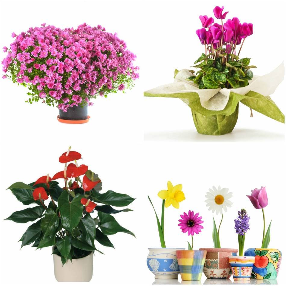 Цветок гинура — уход в домашних условиях, фото растения