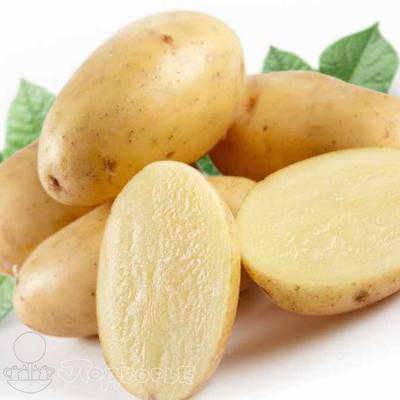Картофель инноватор: характеристика и описание сорта