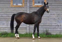 Лошадь английской чистокровной породы: чистокровная верховая лошадь выведена в англии