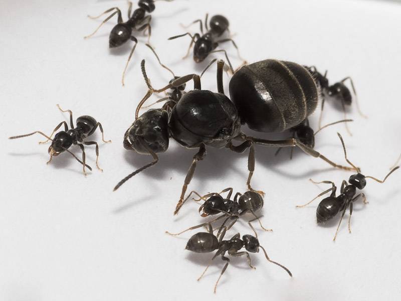 Как избавиться от муравьев на даче | 100+ идей !!!
