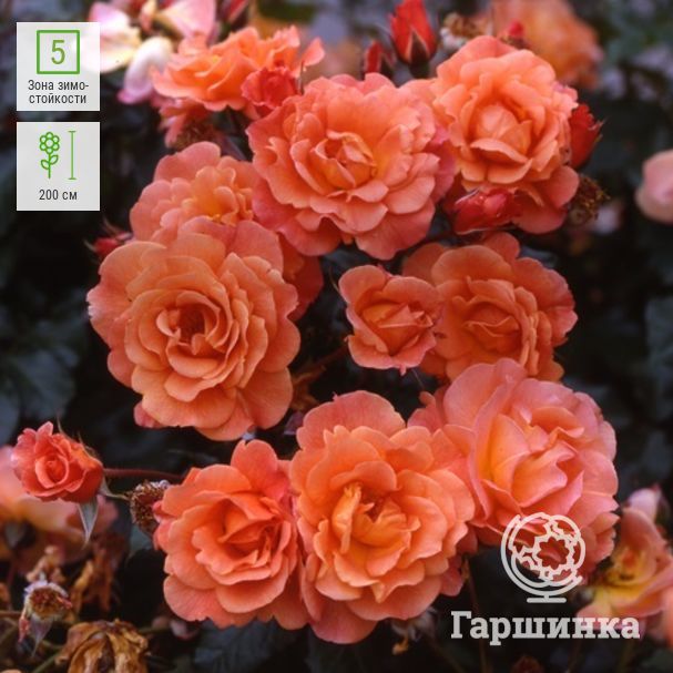 Красавица роза вестерленд: описание и фото сорта, использование в ландшафтном дизайне, уход и другие нюансы
