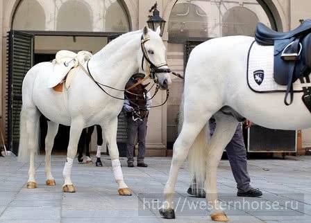 О Липицианской лошади: описание породы и характеристики лошадей, уход за породой