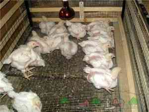 Выращивание цыплят, содержание и кормление в домашних условиях