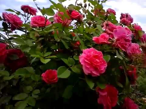 Канадская роза: сорта, фото, описание