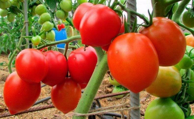 12 сортов очень сладких томатов – рекомендуют коллекционеры