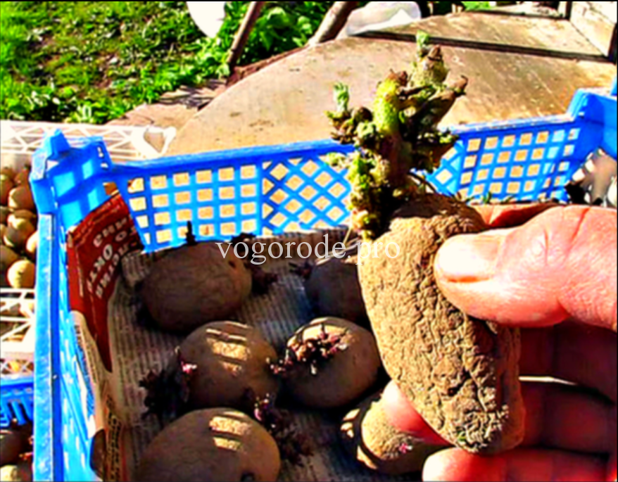Как проращивать картофель перед посадкой в домашних условиях и на даче