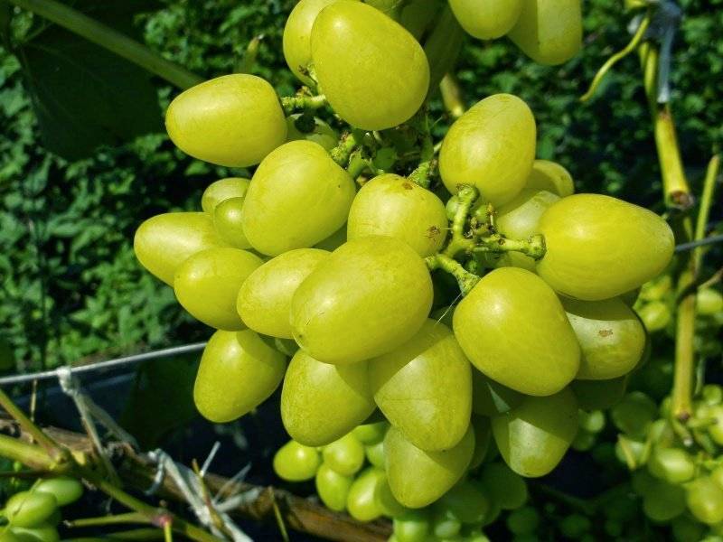 Надежда аксайская виноград — ягоды грибы