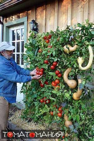 О грядках для помидоров в открытом грунте: как правильно сделать своими руками