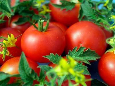 Томат "нужный размер": описание сорта, характеристики и фото помидоров