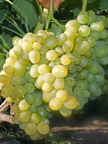 Уникальность винограда супер экстра — сортовые особенности и секреты ухода
