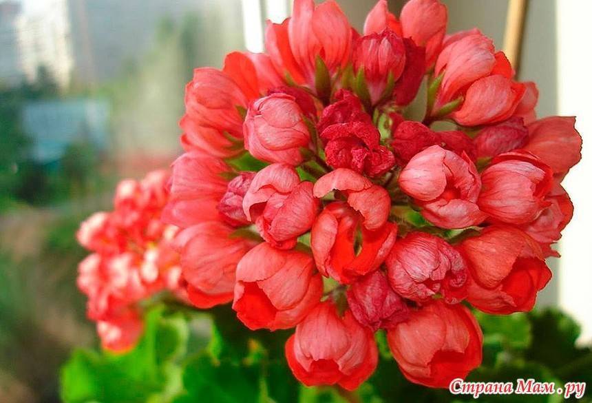 Герань розебудная: каким образом она цветет, описание розовидных сортов растения и фото розиты, эппл блоссом розебуд, махровой и красной, уход в домашних условиях