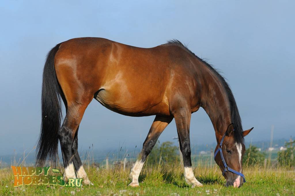 Ганноверская порода лошадей: особенности характера и история
