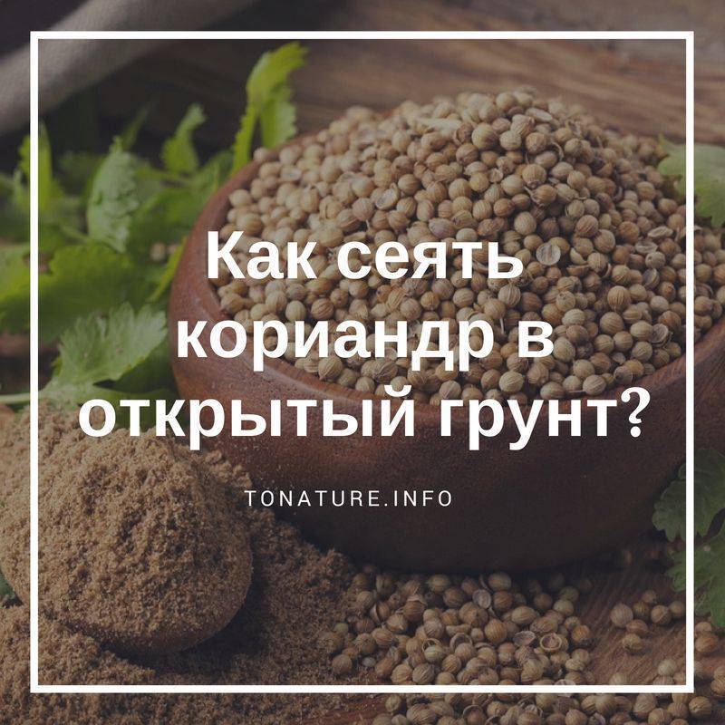 Схема посадки кориандра