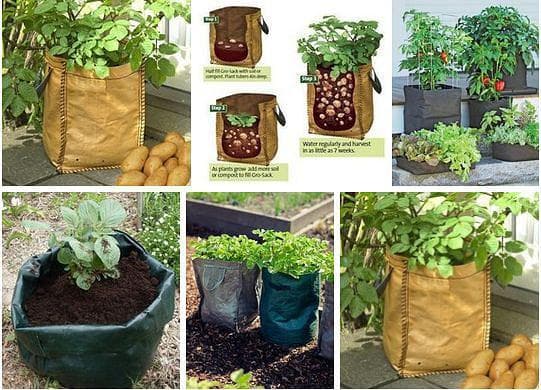 Посадка и выращивание картофеля по новым технологиям