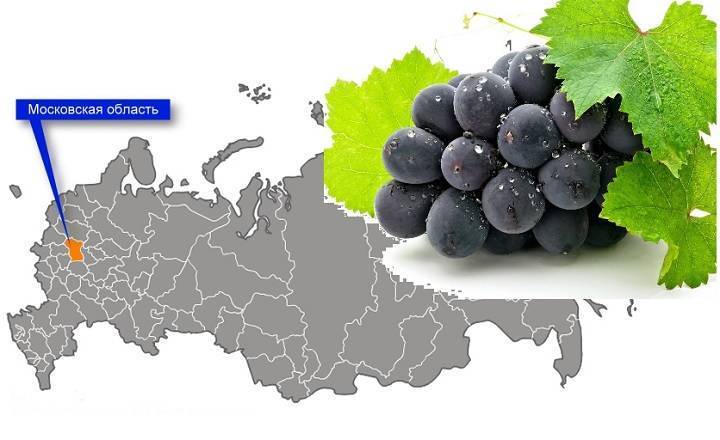 Как сажать виноград в подмосковье: особенности посадки и ухода для данного региона