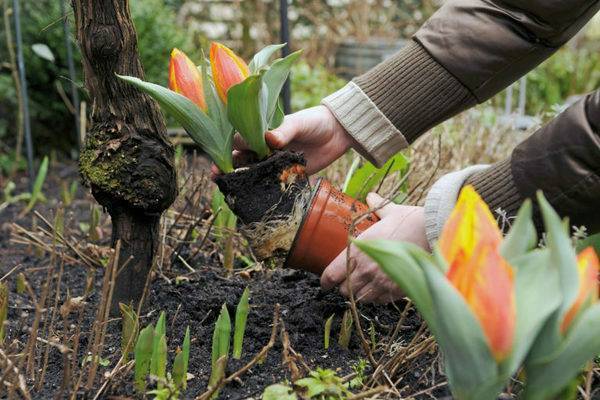 Тюльпаны: пересадка после цветения, когда сажать в открытый грунт осенью