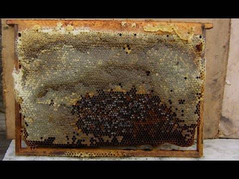 Почему пчела не запечатывает мед хотя рамка полная и что с ним делать