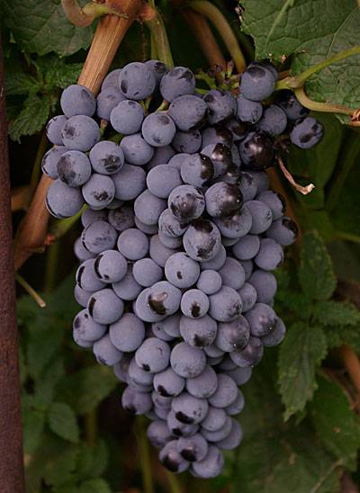 Сорт винограда памяти домбковской