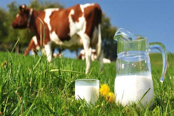 Какова жирность молока у коровы?