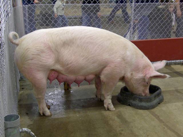 Все о свиньях: как выглядят, сколько живут, температура тела, особенности
