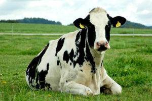 Вздутие живота у коровы