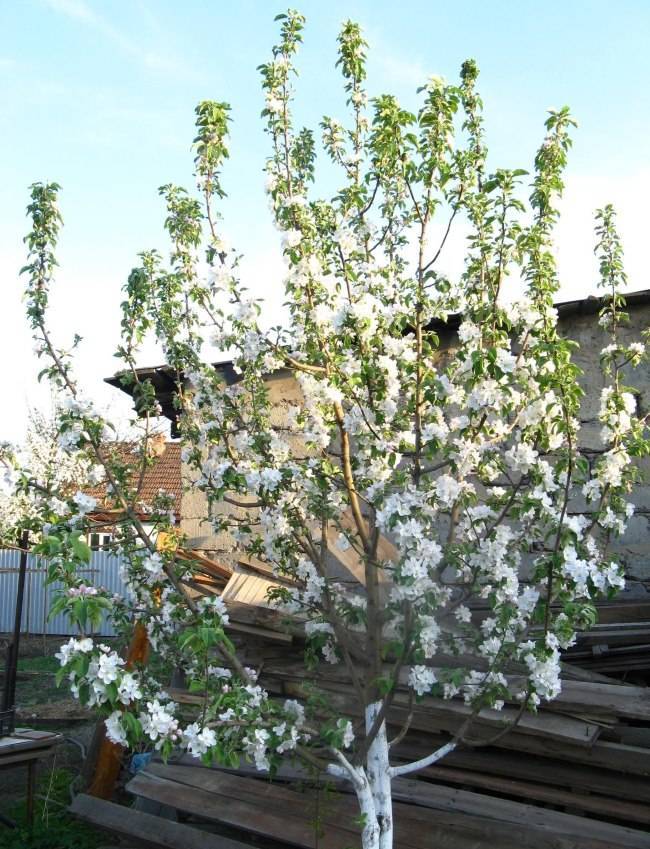 Почему не цветет яблоня – 4 главные причины отсутствия урожая