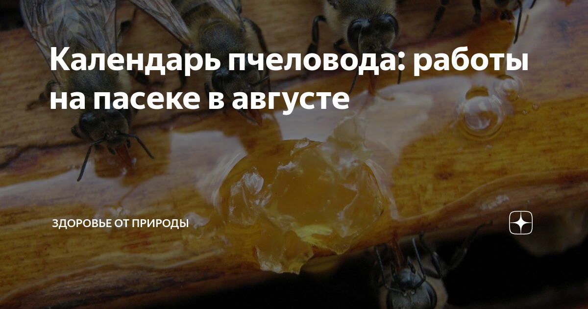 Август — особенности пчеловодства в конце лета