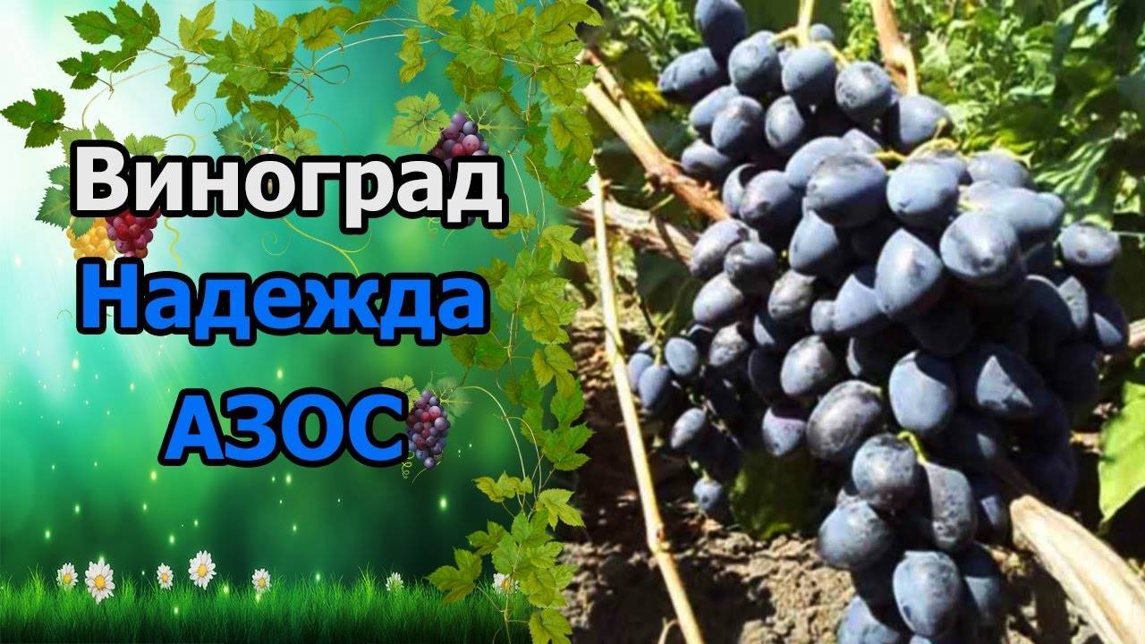 Виноград надежда азос: характеристика и описание сорта