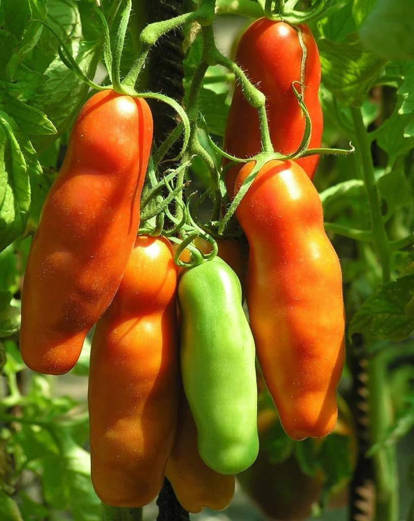 Аурия: описание сорта томата, характеристики помидоров, посев