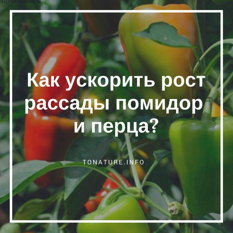 Подкормка рассады томатов и перца: эффективный способ