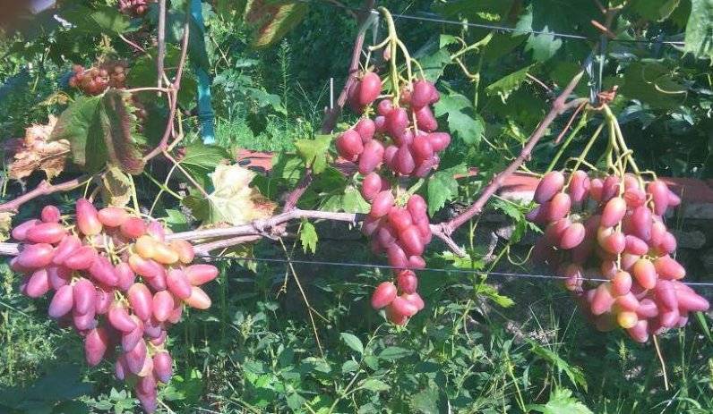 Виноград дубовский розовый: описание сорта, фото, отзывы, видео, уход