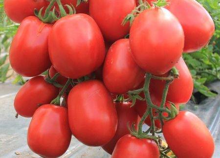 О томате Детская радость: описание сорта, характеристики помидоров, посев