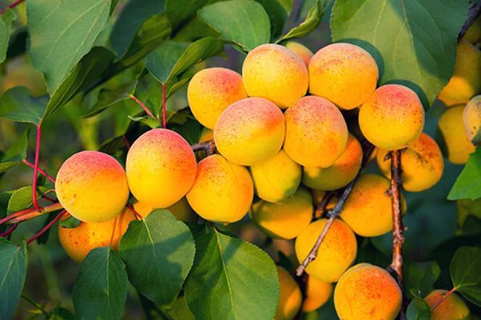 О посадке и правильном уходе за абрикосом в Сибири: агротехника выращивания