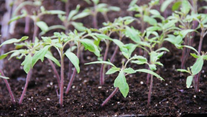 Выращивание рассады: почва, семена, подкормка, посадка - правила по растениям