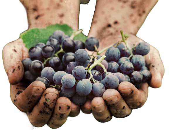 Пересадка винограда на новое место