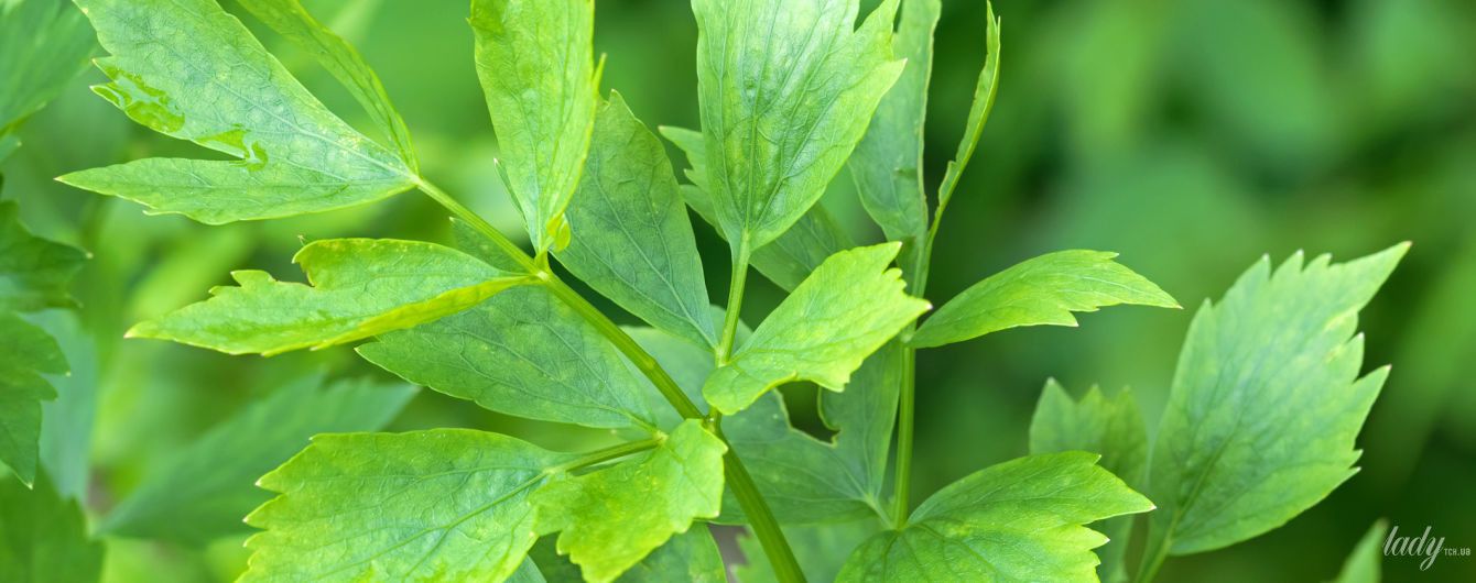 Растение любисток лекарственный: его полезные лечебные свойства травы, корня, противопоказания для применения в народной медицине