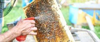 Эффективные методы обработки пчел от клеща