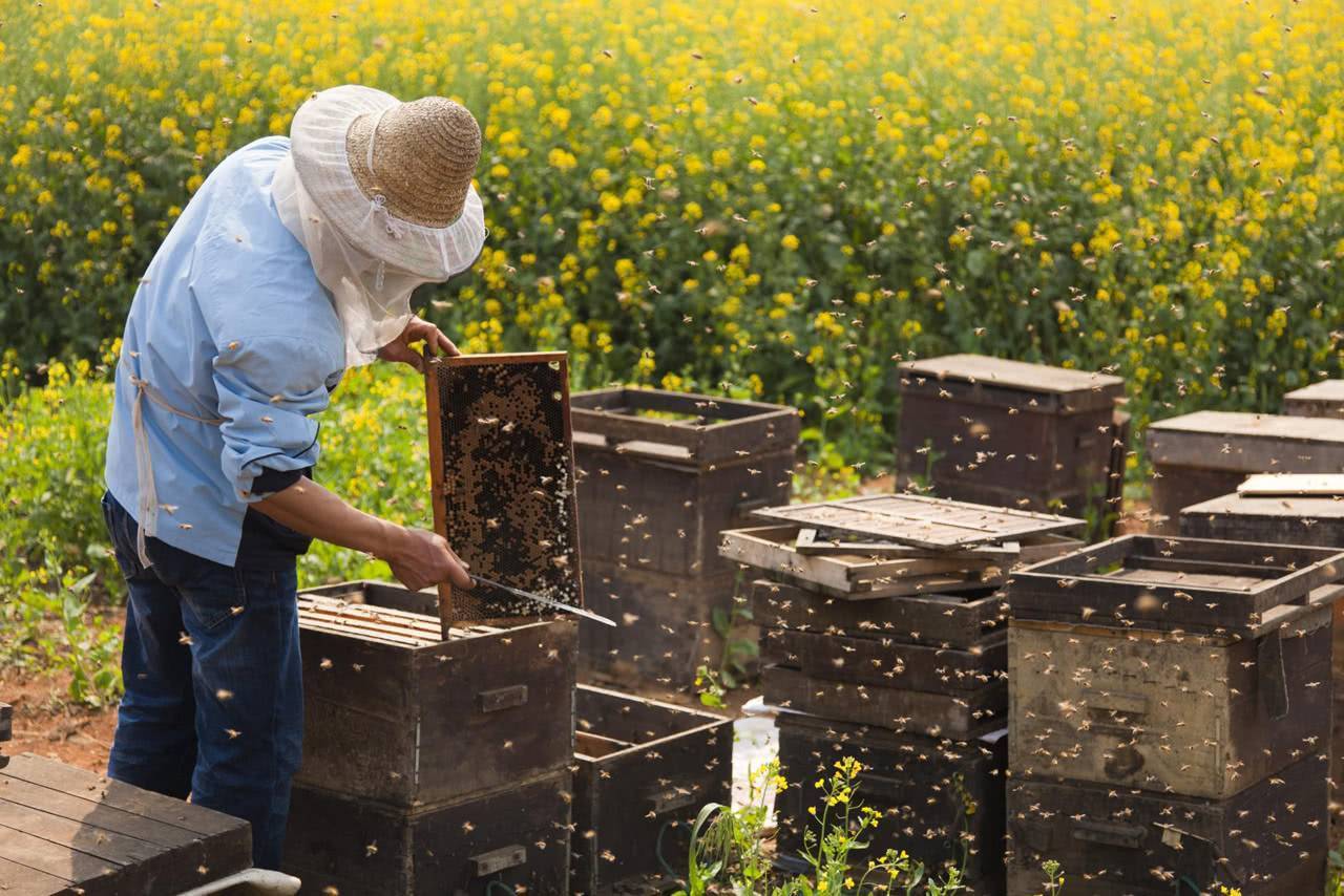 Правила разведения пчёл в населённых пунктах