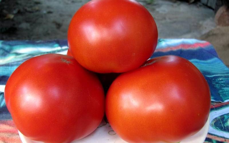 Помидор черри выращивание: когда сеять рассаду и как вырастить из нее томаты? секреты посадки, ухода
