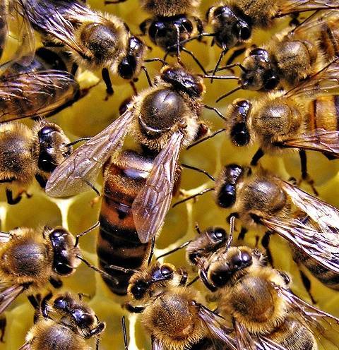 Пчелиная матка: как выглядит, роль в пчелиной семье, жизненный цикл и описание (135 фото и видео)